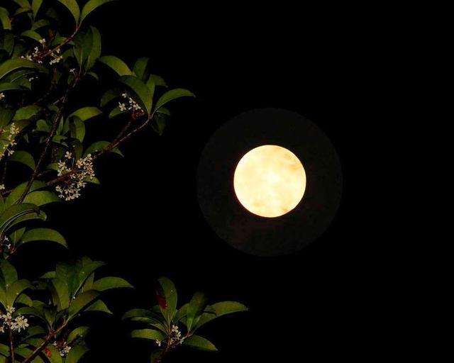 中秋夜坐在桂花的芬芳里赏月