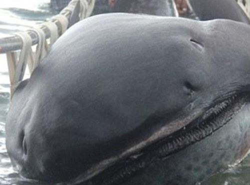 渔民思考再三还是决定将大嘴鲨放回海里,毕竟那儿才是