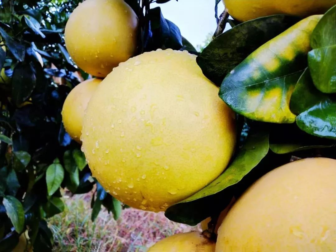 柚子柚柚柚柚来了