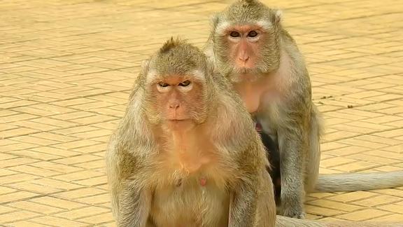 母猴刚生小孩不久,公猴子就挨着它坐!