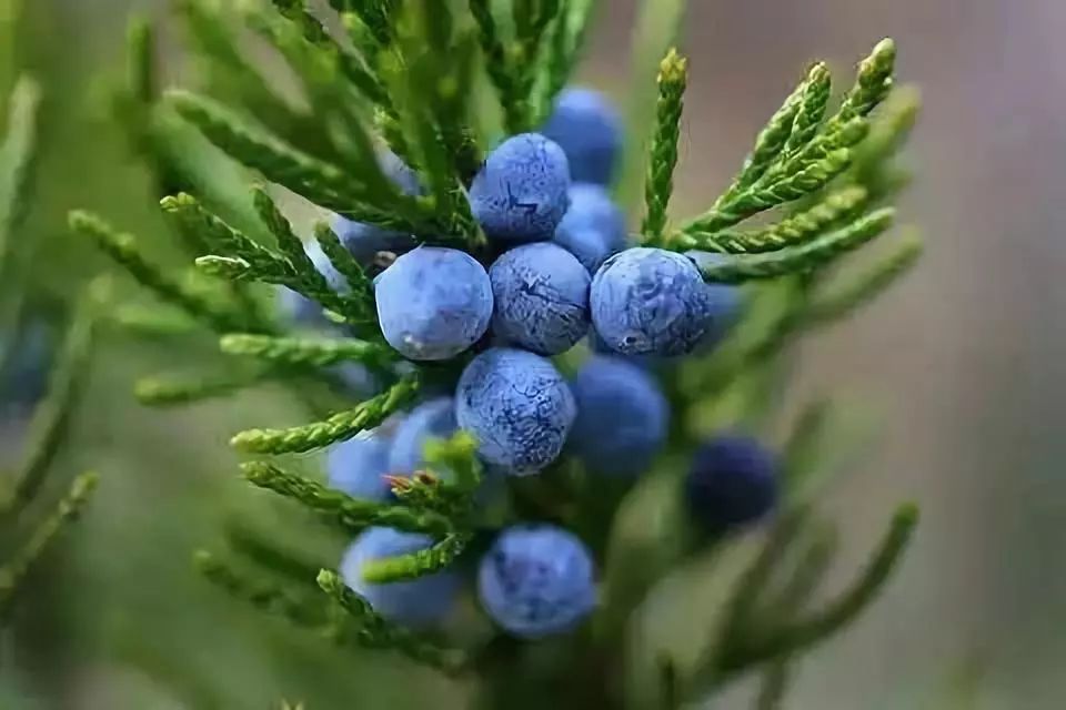 英文:juniper berry俗名:杜松莓,杜松子,杜松浆果科属:柏科(cuprs
