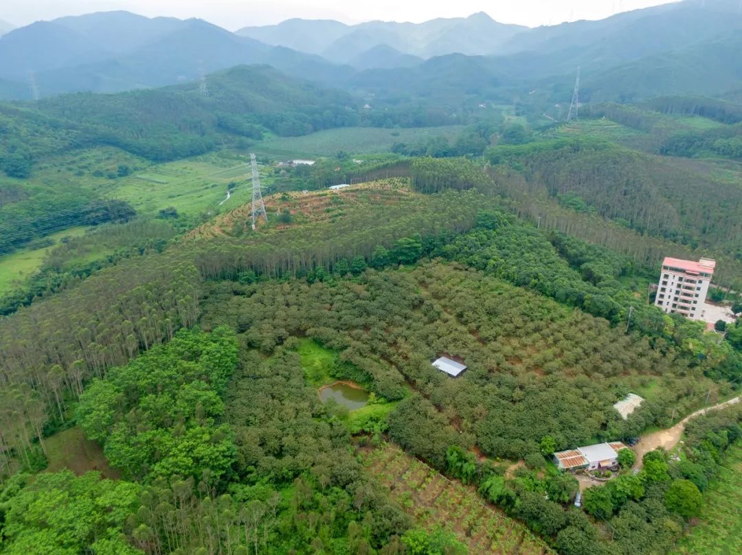 宜州板栗林生态旅游区图片