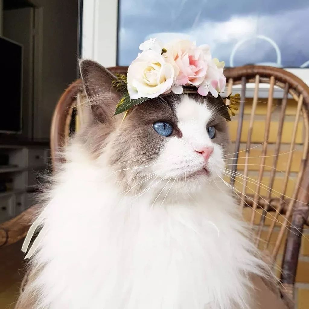 一只名叫princessaurora的美喵高贵又优雅