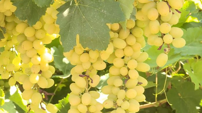 阳关镇的葡萄熟了