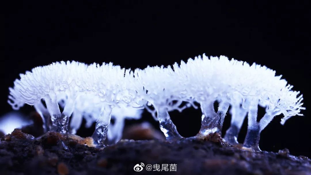 本文作者:曳尾菌,菌物科普