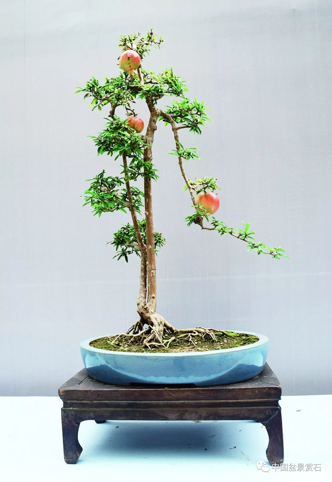 中秋月圆人团圆观果盆景大团圆