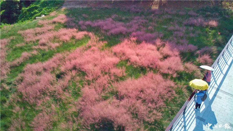 中山市区惊现网红粉黛乱子草就在