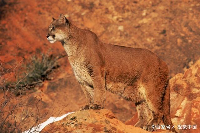 当美洲狮遇到美洲豹谁能更胜一筹