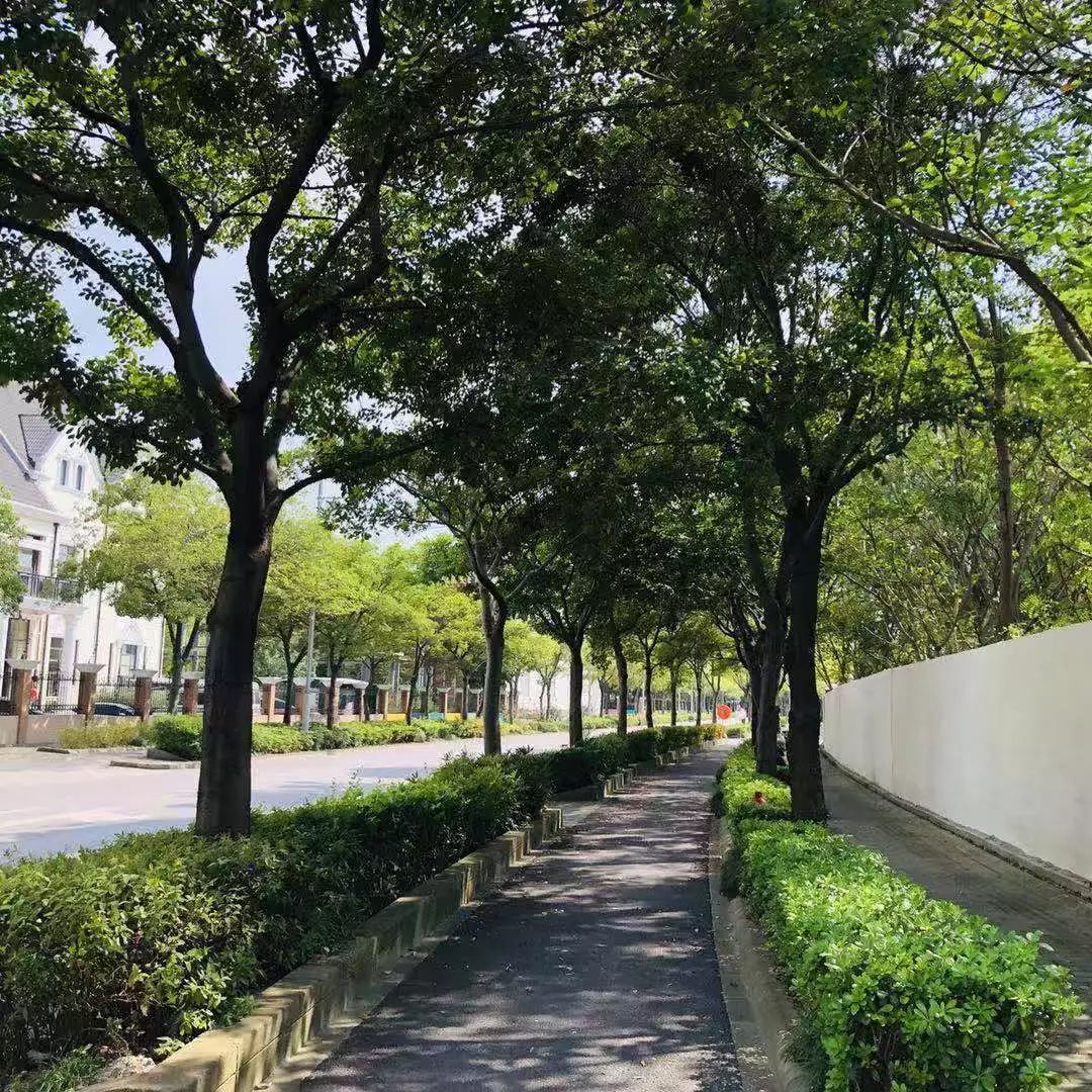上海首条朴树林荫道有望落户新江湾一条平凡之路