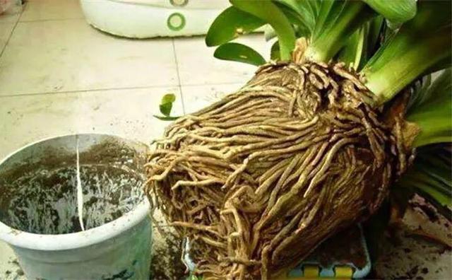 秋天养君子兰,盆土里加点它,叶片蹭蹭长爆盆,一盆开花30朵