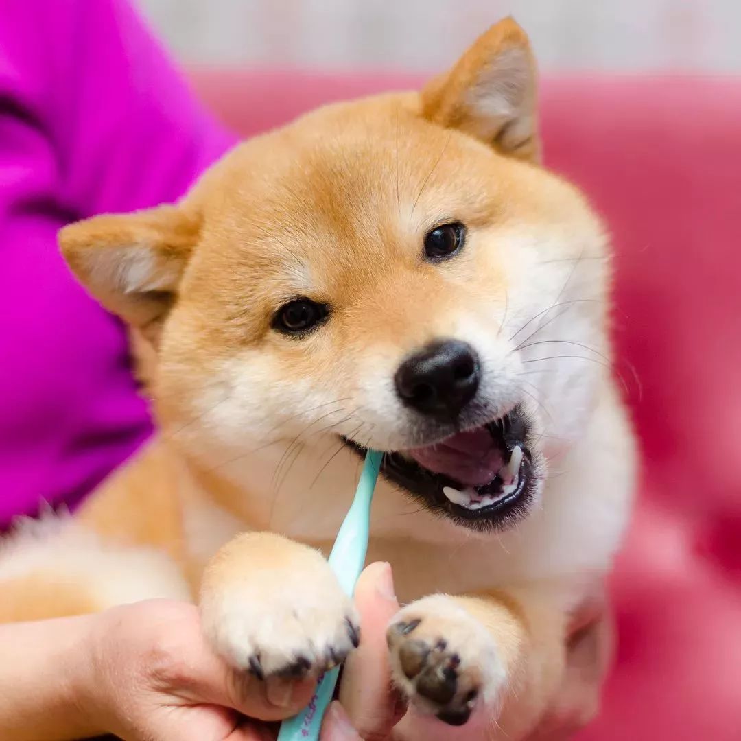 日本这只爱刷牙的柴犬火了堪称表情包的刷牙照萌翻无数网友