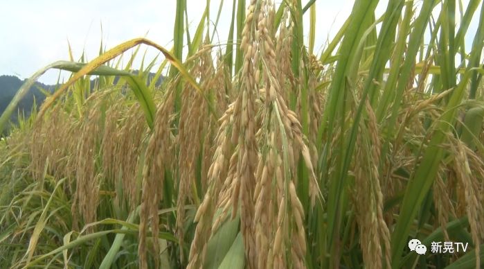 优质稻甬优4949亩产干谷1700斤创我县历史新高