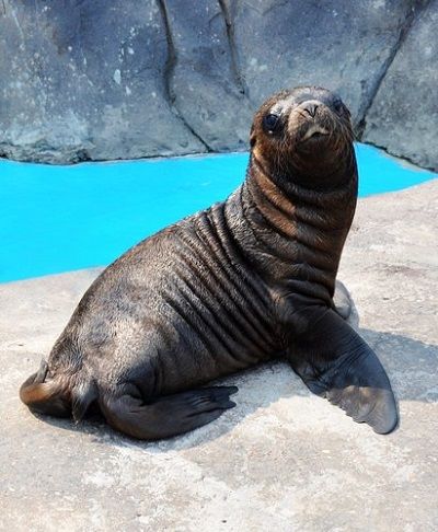 海狮为讨吃耍赖皮变撩汉高手强势壁咚帅小伙还求吻