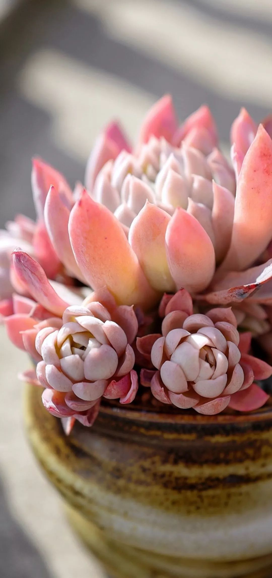 多肉极致之美!_状态