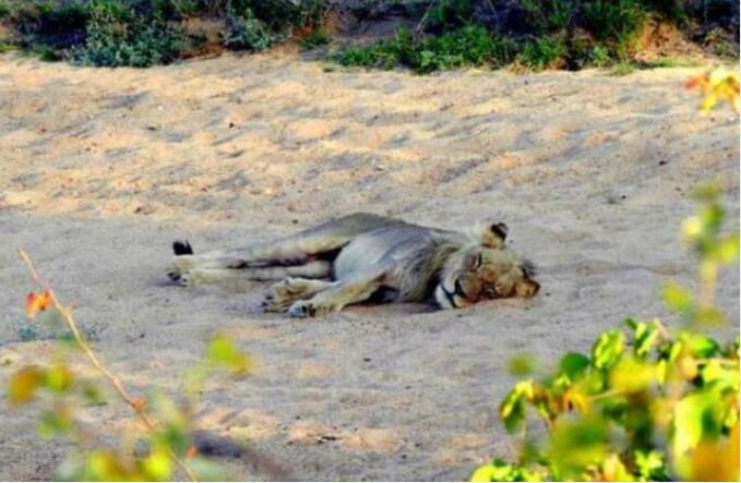 雄狮绝望地睡在地上屁股上还流着血游客惊讶这是怎么回事