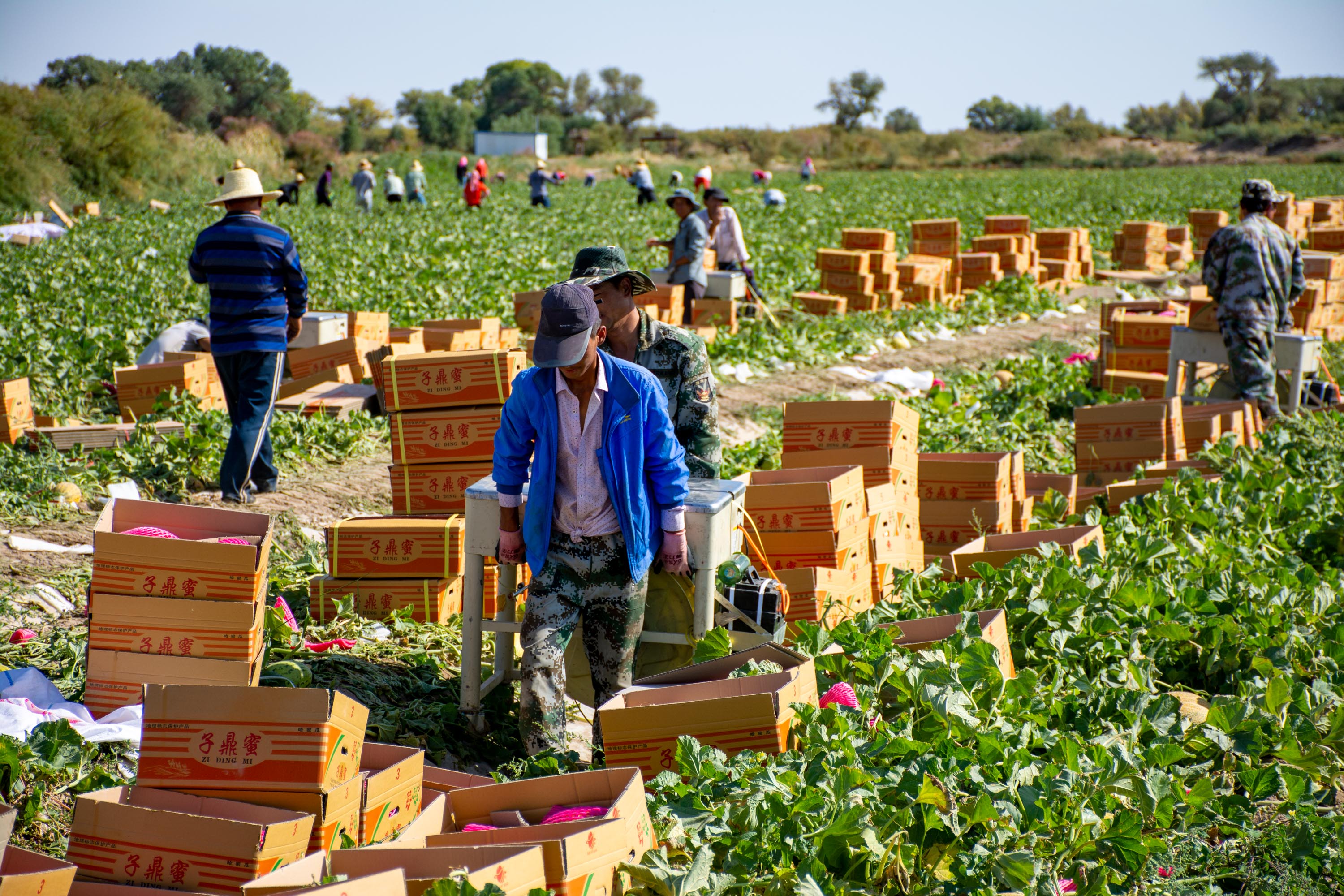 原创哈密瓜六毛一斤转手卖六元产地面积十一万平方公里与江苏同等