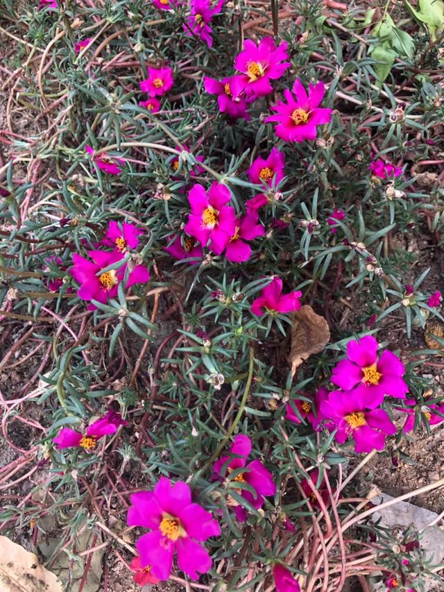 中秋节,一组北方田园风光,小长假小欢喜_马齿苋
