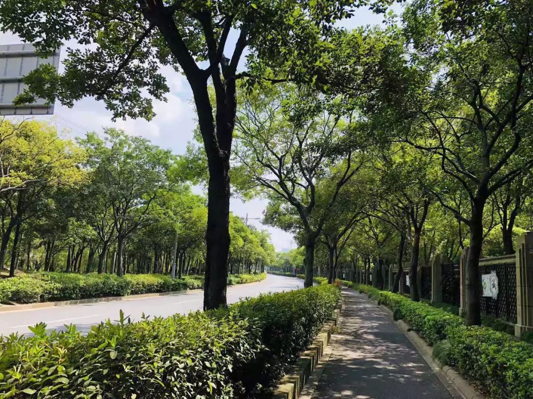 上海首条朴树林荫道有望落户新江湾一条平凡之路
