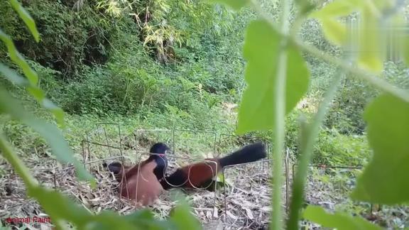 陷阱抓红毛鸡毛鸡直接冲进来