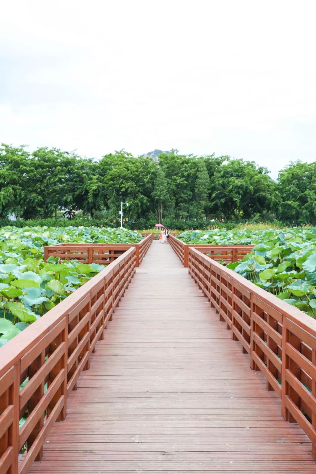 荷花花期在6月-9月,池水流经桥旁,波光倒影,荷花摇曳,花伴着人,人绕着