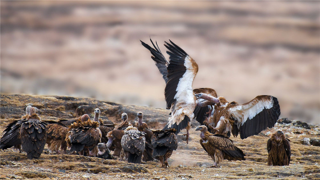 结语:草原上的"清道夫"高山秃鹫为中国特有物种,分布于喜马拉雅山