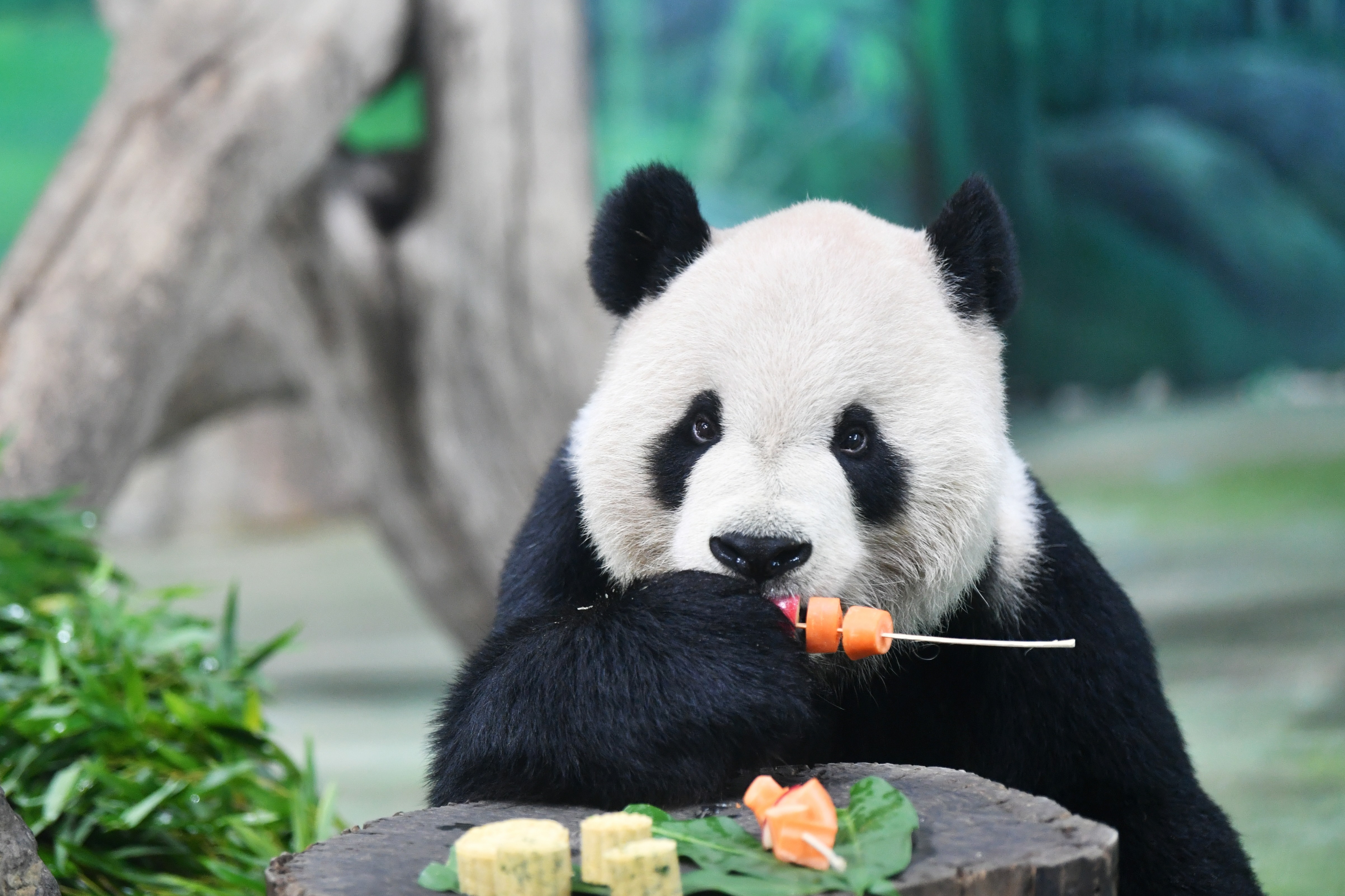 大熊猫食物种类图片