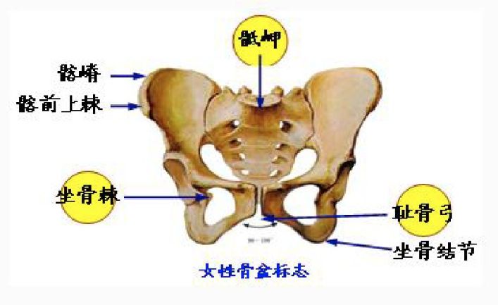 盆骨位置图图片