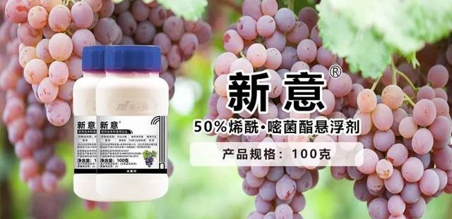 高等真菌低等真菌傻傻分不清敲黑板划重点一次性讲清楚