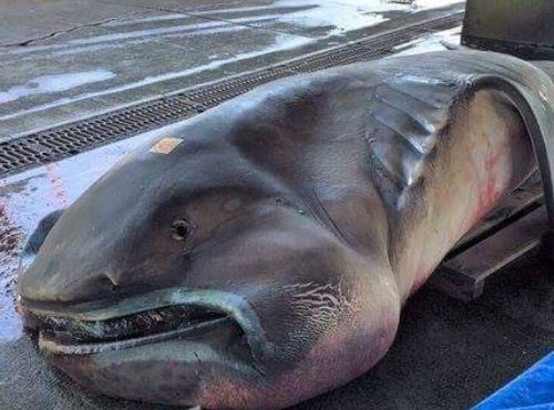 而一日,渔民出海捕鱼的时候竟钓上来了一只大嘴鲨