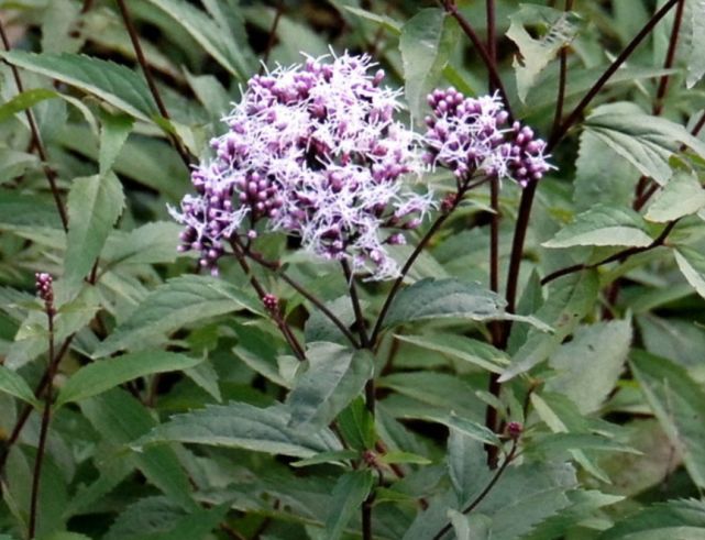 湖南,广东,贵州,四川等很多地方都有,所以说佩兰也是一种常见的野生