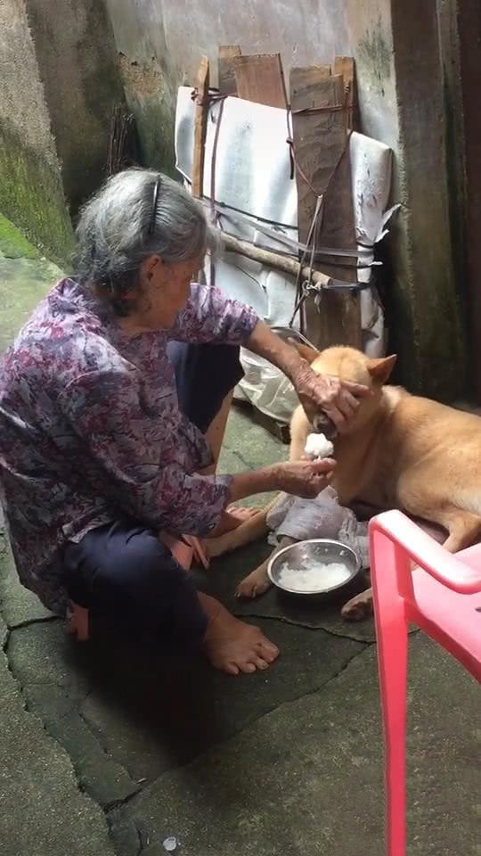 狗不肯吃饭,奶奶亲自用勺子喂狗吃,网友:感觉画面看着有点眼熟_时候