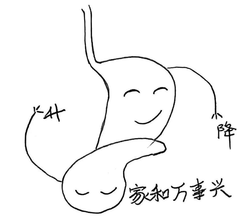 脾的简笔画图片大全,脾的简笔画_大山谷图库