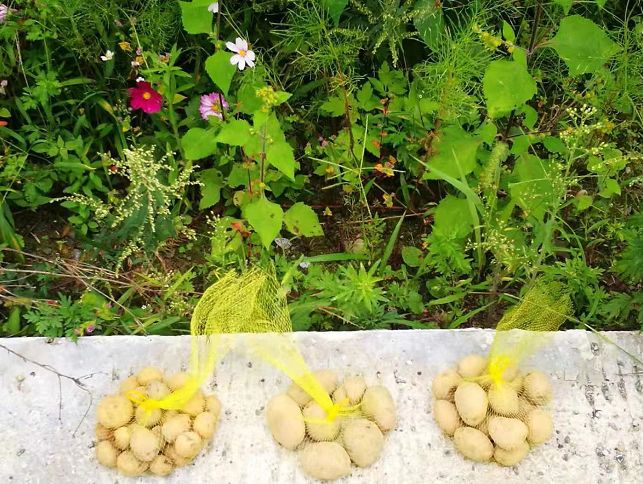 周五抢菜日抢菜三周年不忘初心牢记使命中秋夜神农架高山野土豆3000份