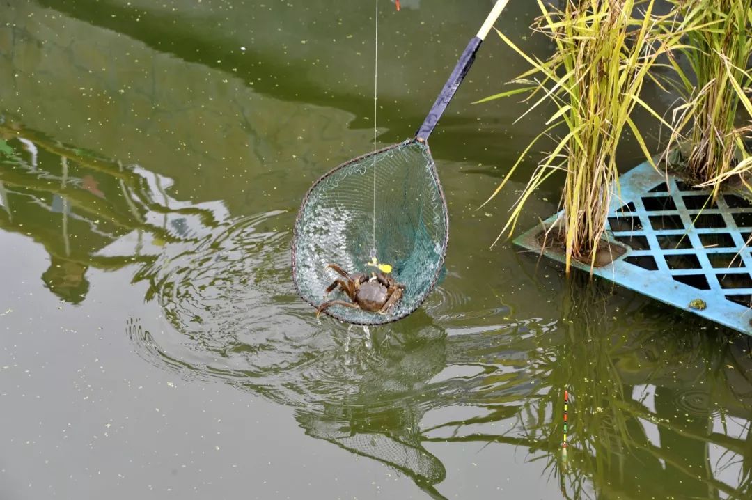 伴着浓浓的稻香,稻田里的螃蟹也到了稻丰蟹肥时,迎来