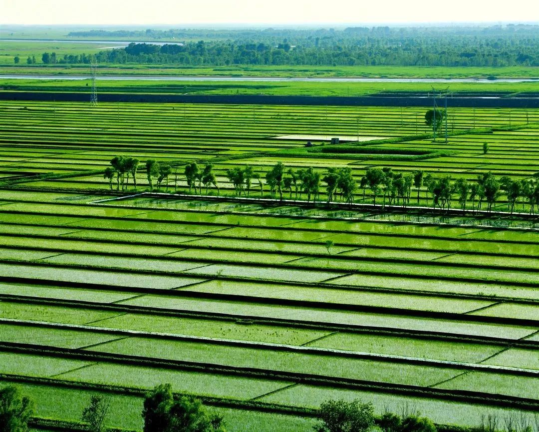 【图说盘锦】水稻之乡