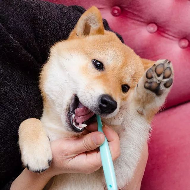 堪称表情包的刷牙照萌翻无数网友!_剪指甲