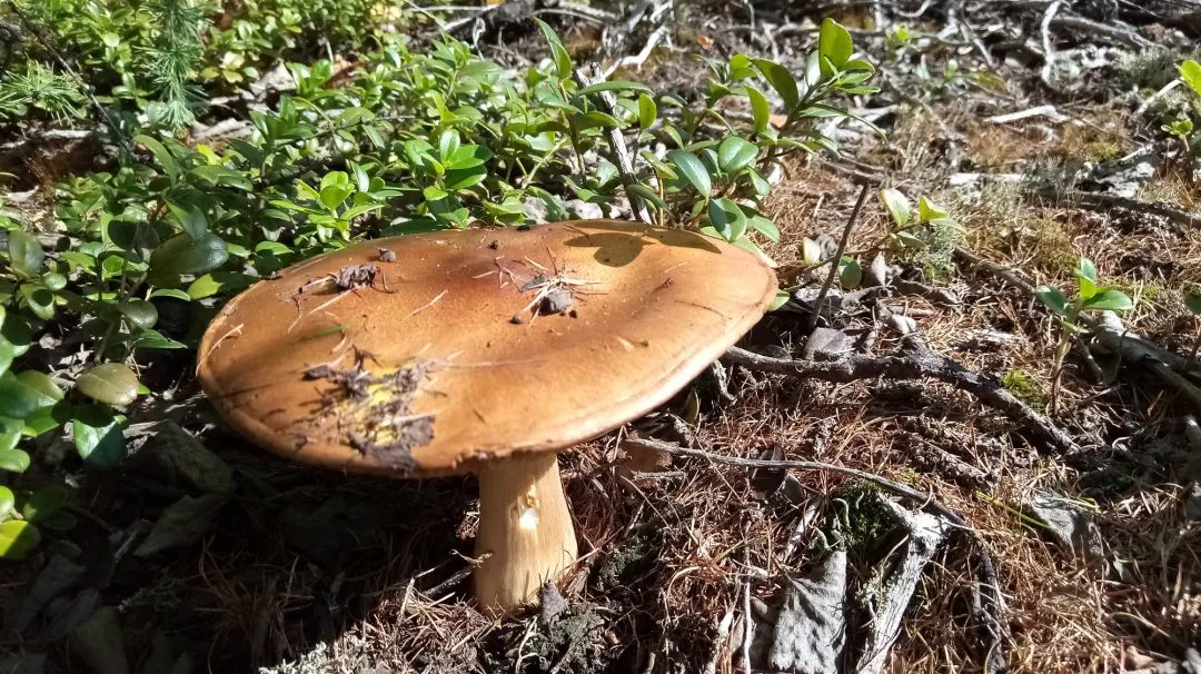 咱家乡的这两种蘑菇你可能只吃过一种