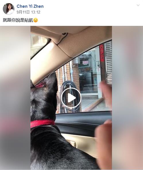 黑狗车窗看见远处微笑柴气炸!主人跳针式安抚