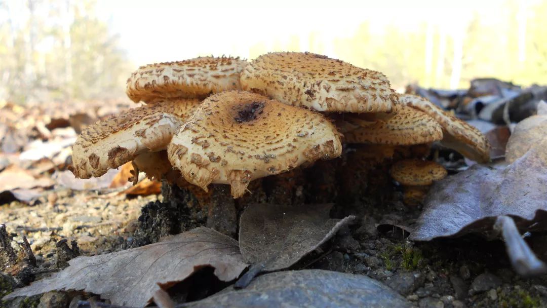 咱家乡的这两种蘑菇你可能只吃过一种