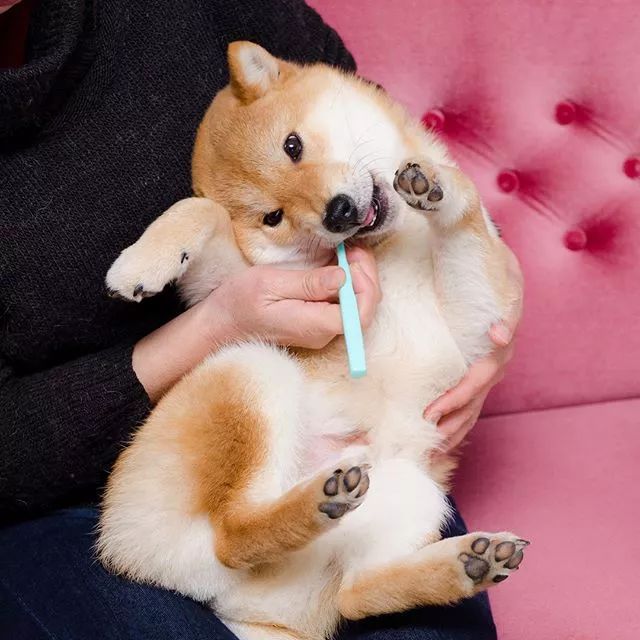 日本这只爱刷牙的柴犬火了堪称表情包的刷牙照萌翻无数网友