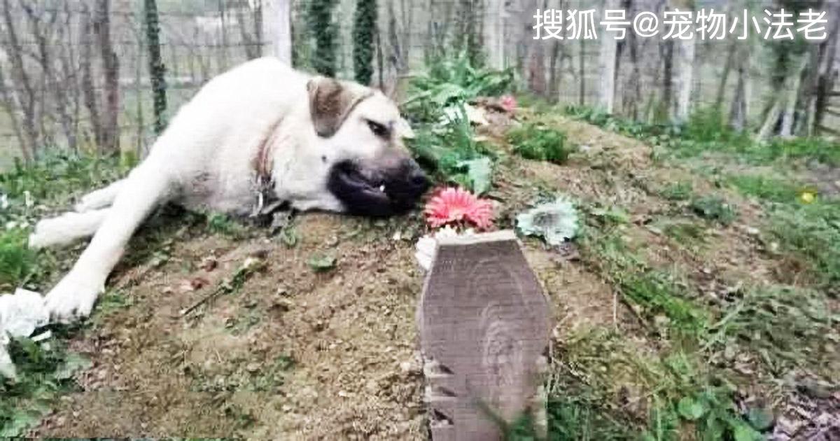 主人去世多年,狗狗依旧无法忘记,经常趴在坟上,和主人说悄悄话_男子