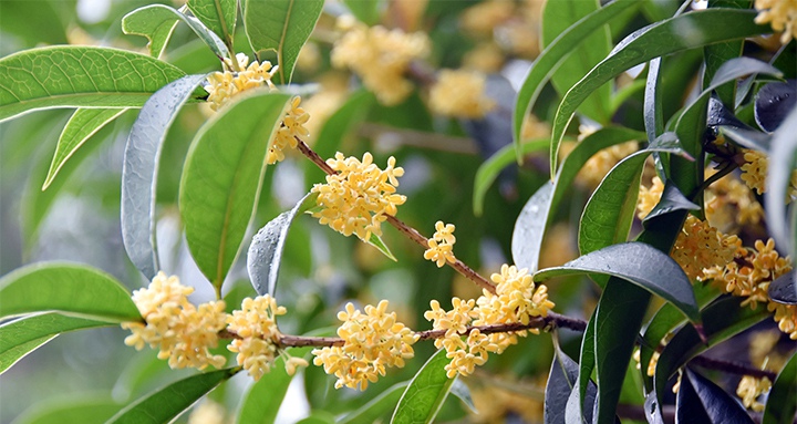 【花情预报】花好月圆桂花开 中秋赏月赏"秋香"