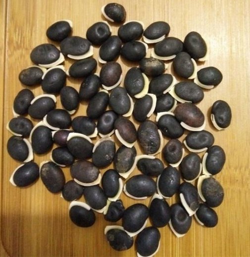 农村的这种菜5粒种子能长成"小树林",用来腌泡菜超好吃_扁豆