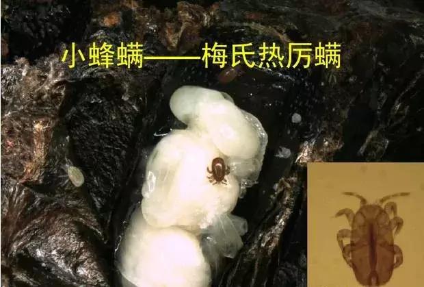 蜂螨几天治一次效果好？ 蜂螨几天治一次效果好一点