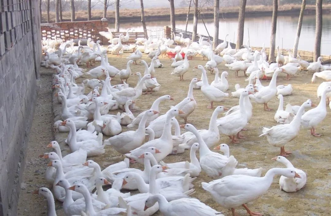 经常会碰到水禽养殖户的反馈腿软腿瘸瘫痪是怎么回事呢