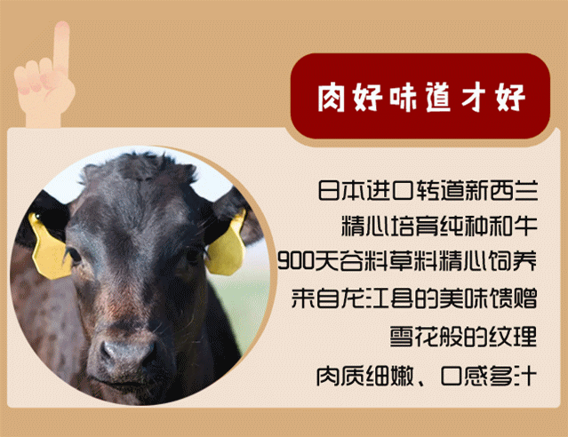 龙江和牛终于来了