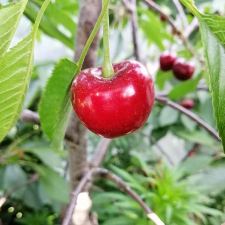 波尔娜樱桃苗,特大果形品种,单果可达20克