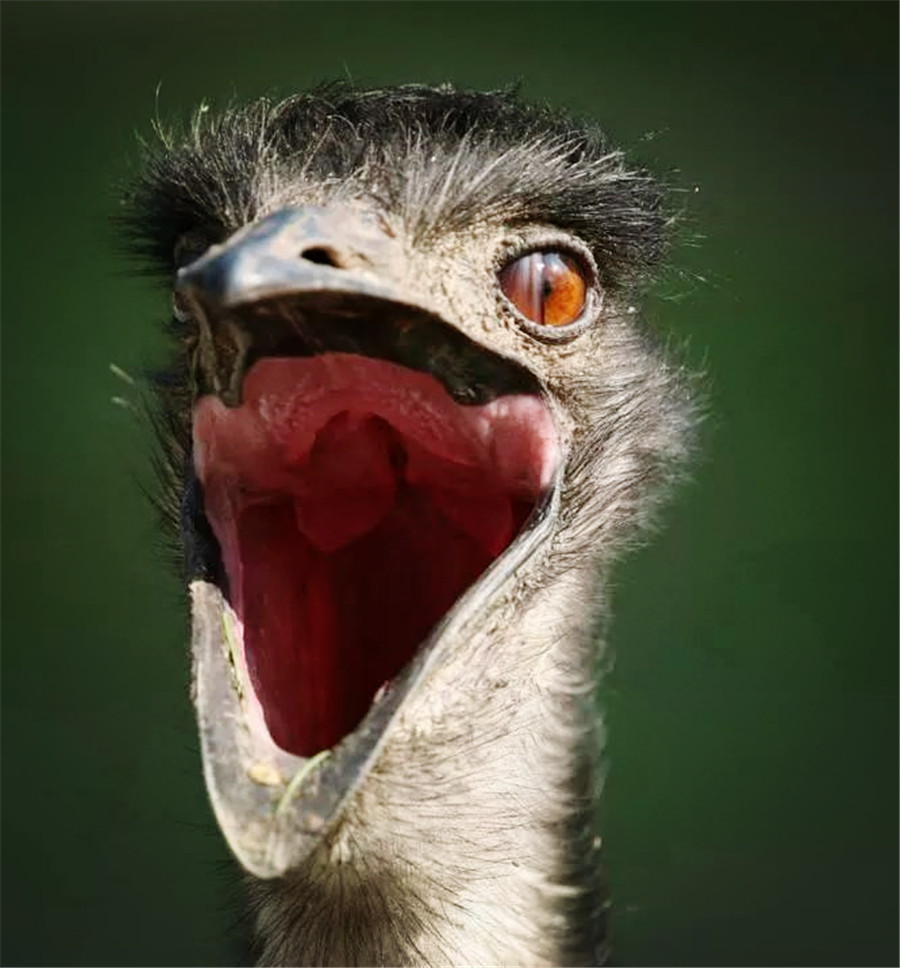 世界上最古老的鸟,腿长脖子长但不会飞,一小时最快跑50千米