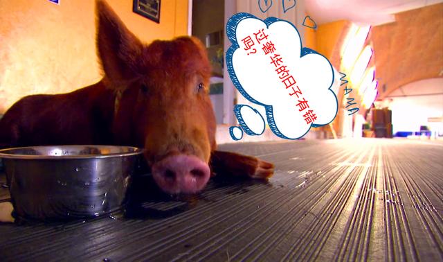 一头猪的告白:我的身价超过了大熊猫,猪肉价格贵也在情理之中啦