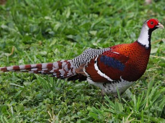 难怪说山鸡变凤凰这些山鸡实在是太漂亮了